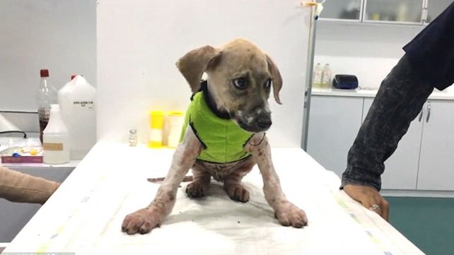 La transformación del perro que fue bañado en pegamento