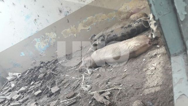 Múltiples allanamientos en San Genaro terminaron con cinco personas detenidas por abigeato