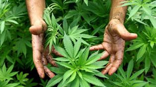 El cannabis puede ser clave para ayudar a frenar el crecimiento de tumores cancerígenos