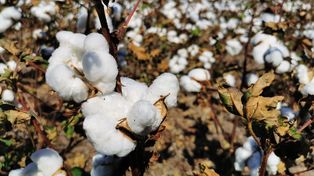 En la provincia santafesina se sembraron 50.200 hectáreas de algodón, lo que representan 4.300 hectáreas más que la campaña anterior.