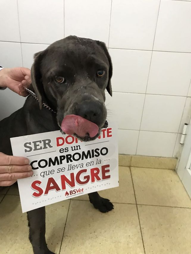 La provincia ya cuenta con su primer banco de sangre para perros y gatos