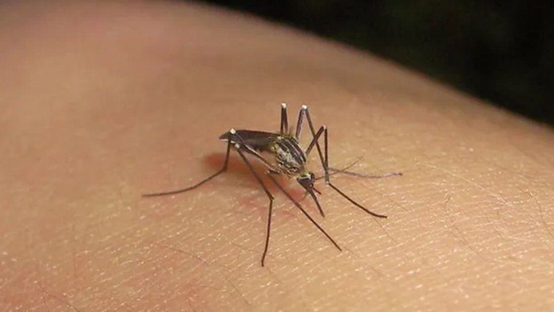 Suben las temperaturas y reaparecen los mosquitos en Santa Fe: confirman que pertenecen al género Culex y no transmiten dengue