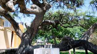 El árbol donde descansó Belgrano en Santo Tomé es un lugar histórico