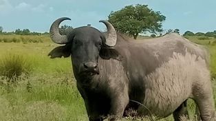 En Argentina existen aproximadamente 250 mil búfalos y se posiciona como el cuarto productor en América latina.