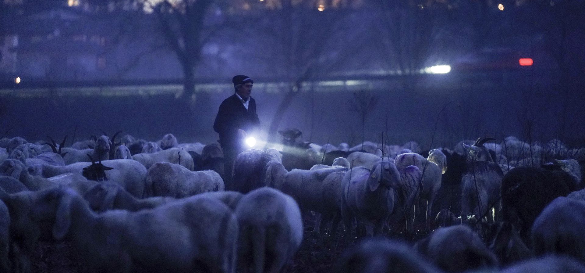 Un pastor camina con una linterna entre el rebaño con las primeras luces del día cerca de Botticino, provincia de Brescia, Italia, el jueves 18 de enero de 2024. (Foto Spada/LaPresse vía AP) Un pastor camina con una linterna entre el rebaño con las primeras luces del día cerca de Botticino, provincia de Brescia, Italia, el jueves 18 de enero de 2024. (Foto Spada/LaPresse vía AP)