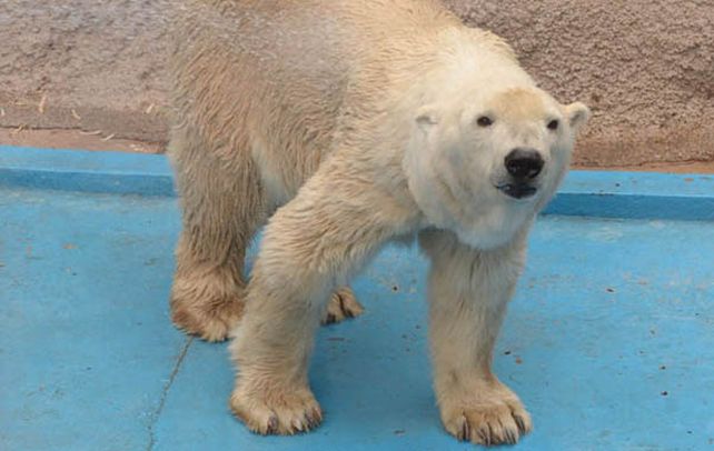 Personaje. Arturo es el último oso polar de Latinoamérica.