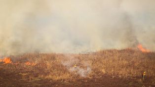 Incendios: Greenpeace criticó con un video irónico a Baggio