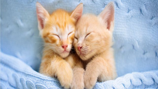 truco viral en redes sociales para hacer dormir a tu gatito bebe