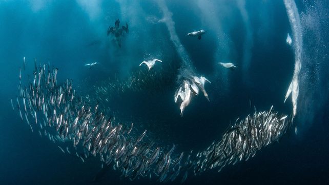 Imágenes ganadoras del concurso Bird Photographer of the Year 2020
