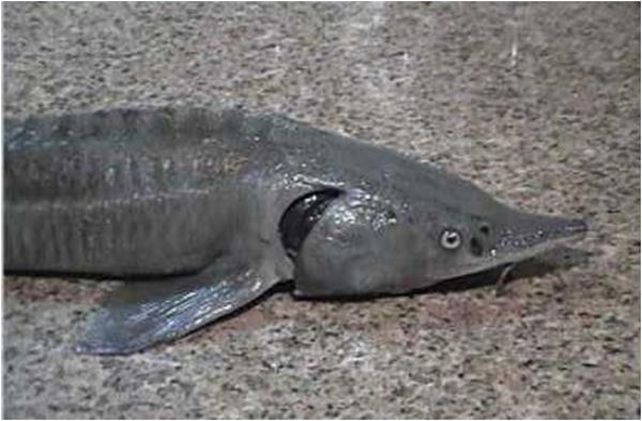 Preocupa la aparición de esturiones rusos en el Paraná