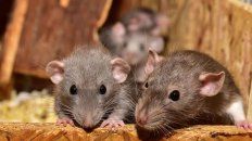 el mortal virus chapare reaparecio en bolivia y causo tres muertes el mortal virus chapare reaparecio en bolivia y causo tres muertes