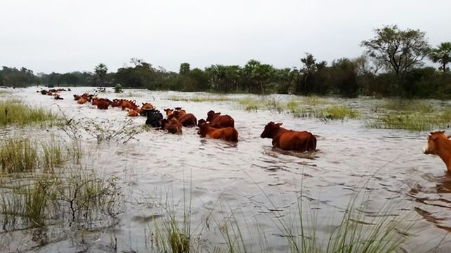 En zona de islas y campos inundables entrerrianos hay poco más de 492.000 cabezas de ganado. Piden reubicación ante las cosecuencias previstas por El Niño