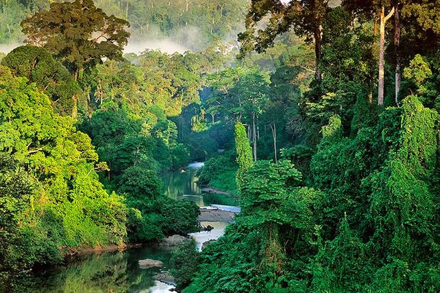 Las selvas tropicales son los pulmones del mundo