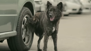 Revelan el motivo por el que los perros orinan en las ruedas de los autos