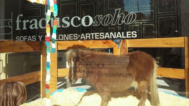 Polémica por la exhibición de un pony en la vidriera de una mueblería