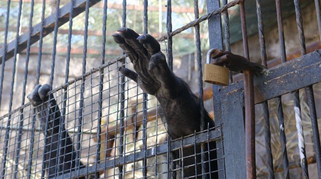 Cecilia, la chimpancé del zoo de Mendoza espera su traslado a un santuario