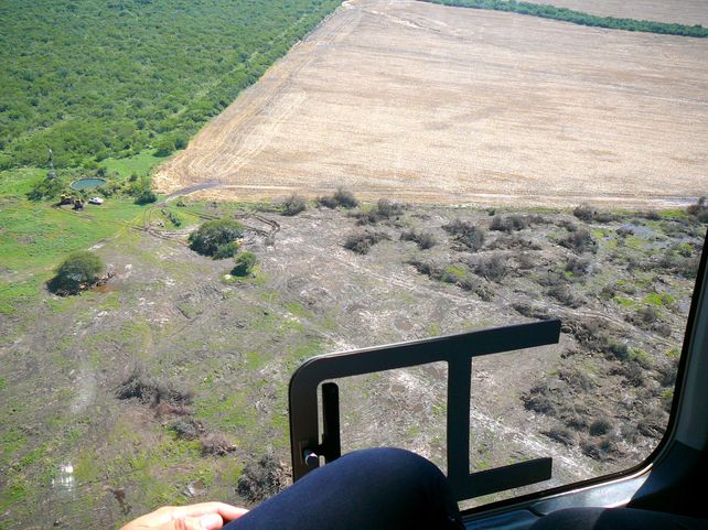 En los últimos 10 años, Entre Ríos perdió unas 135.000 hectáreas por deforestación