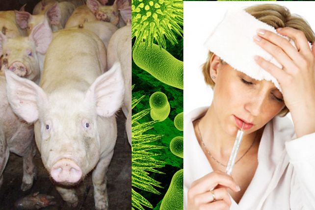 ¿Pueden las personas pasar virus a los animales?