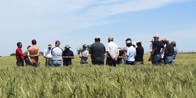 Bioceres presentará en Expoagro las variedades de trigo HB4 para la campaña 22/23