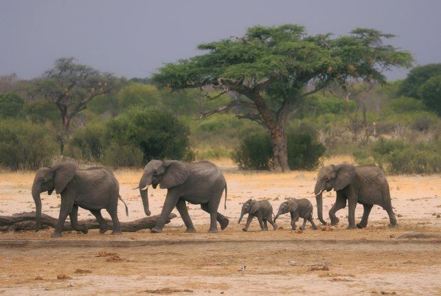 Zimbabue y Namibia sacrificarán elefantes para alimentar a la población