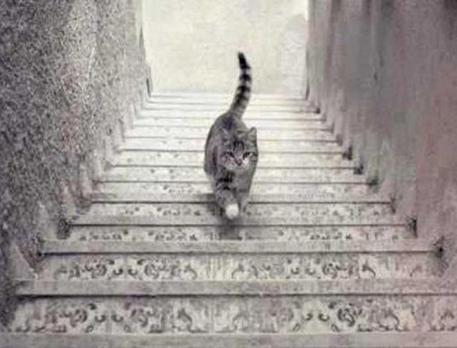¿El gato sube o baja?