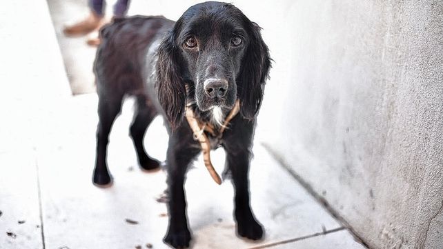 Animales de compañía