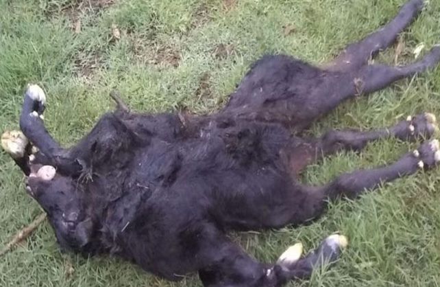 El animal que nació muerto en un estableciminto santafesino.&nbsp;