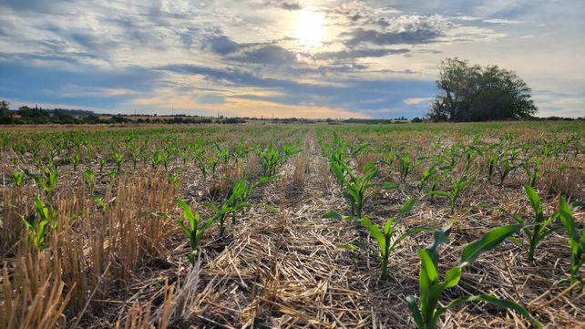 Escaneo pre cosecha: cuáles son las zonas más devastadas y las que todavía prometen