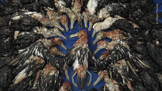 Las imágenes finalistas del Wildlife Photographer of the Year