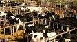 En el último tiempo se detectaron casos positivos de Tuberculosis bovina y preocupa la relajación en torno a su control.
