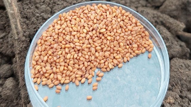 Las semillas de camelina son ideales para producir biocombustibles.