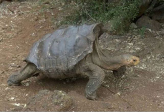 Una tortuga tuvo tanto sexo que salvó a su especie Una tortuga tuvo tanto sexo que salvó a su especie