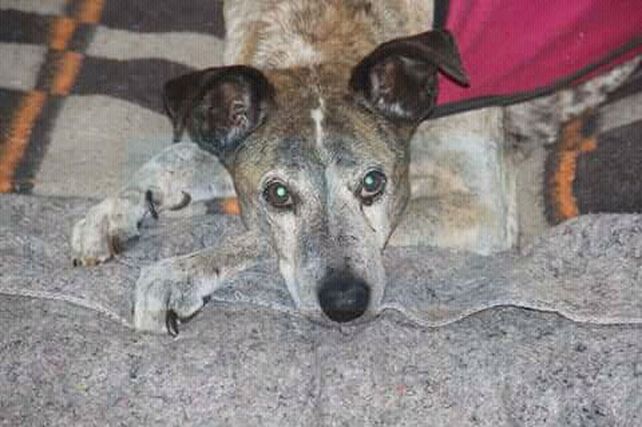 En memoria de Cica, el perrito peregrino que se aquerenció en peatonal San Martín