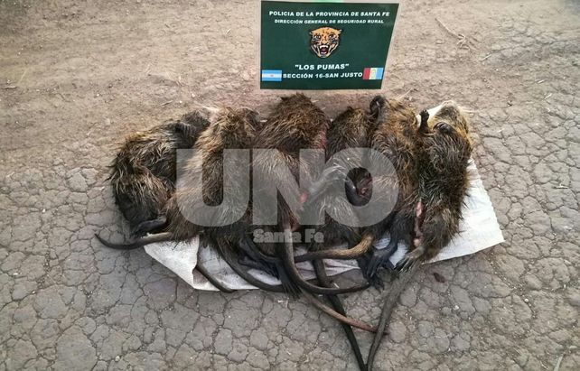 Secuestraron especies protegidas cazadas por un depredador