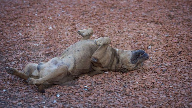 Para el jueves las temperaturas marcarán 22 grados de mínima y 34 grados de máxima