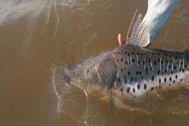 En ciertas áreas del río Uruguay se producen concentraciones excepcionales de estos ejemplares.