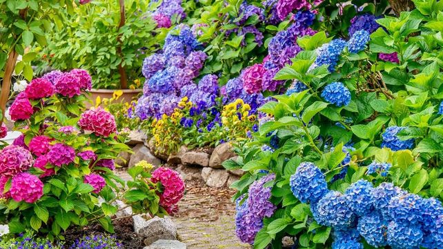 Se dice que una hortensia siempre traerá fracaso