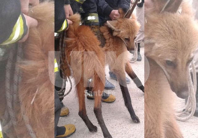 Apareció un aguará guazú en el shopping y esta mañana lo rescataron