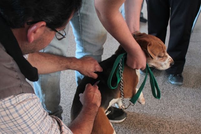 Se reinicia la campaña municipal de vacunación antirrábica