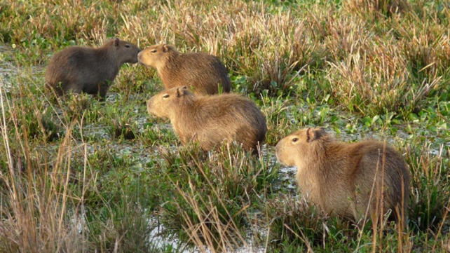 Manadas de carpinchos.