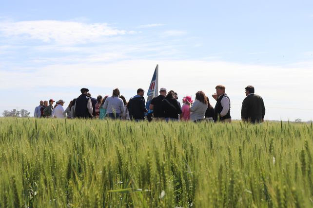 A pleno. Las jornadas a campo de Inta Oliveros despiertan un gran interés.