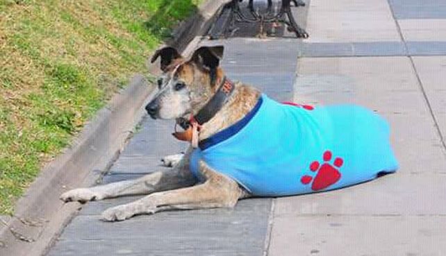 En memoria de Cica, el perrito peregrino que se aquerenció en peatonal San Martín