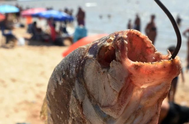 Las palometas volvieron a provocar heridas en los espejos de agua santafesinos.&nbsp;