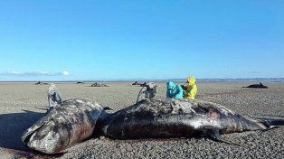 Hallaron 26 ejemplares de orca ecotipo D varados en la costa atlántica de Tierra del Fuego&nbsp;