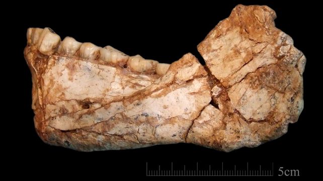 Un gran hallazgo cambia lo que sabíamos sobre los humanos modernos