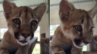 Rescatan ejemplar de puma concolor hembra cachorra que se encontraba en manos de particulares, en La Paz. La llevaron a un refugio de Caseros y la bautizaron India.