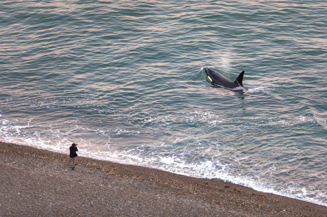 Orca - Mar Patagónico  - Argentina
