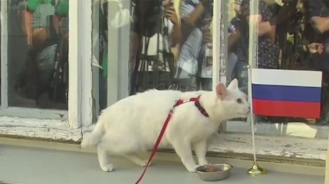 Ya está el remplazante del Pulpo Paul: Aquiles, un gato blanco y sordo