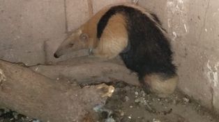 Rescataron y liberaron a un oso melero en la zona rural de Calchaquí