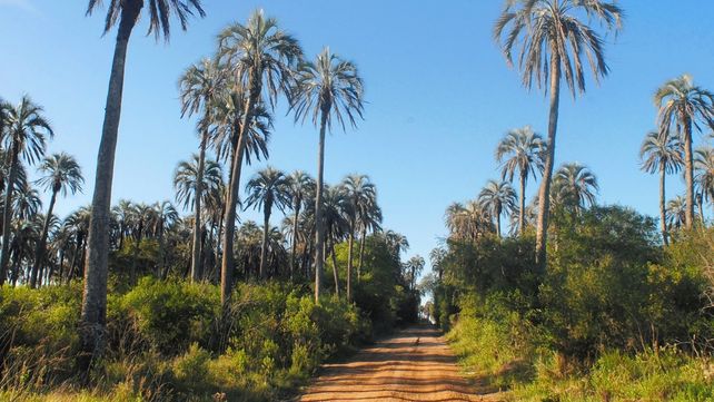Reabrió el Parque Nacional El Palmar